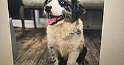 Lily is registered to the contest to win money with this photo: animal, blue_eyes, chair, companion, couch, cute, dog, domestic, fluffy, fur, happy, house, indoor, looking_up, pet, puppy, sitting, tongue_out, wooden_floor, young_dog