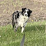 Lily joined the competition — help win amazing prizes! dog, animal, outdoor, grass, leash, black_and_white, border_collie, pet, nature, field, fur, canine, standing, blue_eyes, daylight, mammal, alert, portrait, walking, domestic_animal