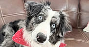 Lily joined the competition — help win amazing prizes! animal, bandana, black_and_white_fur, blue_eyes, brown_couch, canine, close_up, cute, dog, domestic_animal, fluffy, fur, head_tilt, indoor, leather_couch, looking_at_camera, pet, portrait, red_bandana, sitting