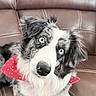 dog, blue_eyes, bandana, red_bandana, heart_pattern, leather_couch, brown_couch, pet, canine, fur, close_up, portrait, indoor, cute, animal, domestic_animal, head_tilt, whiskers, alert, friendly