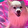 dog, white_dog, fluffy, smiling, wet_fur, inflatable_pool, pink, summer, outdoor, pet, happy, canine, closeup, water, playing, sunlight, fun, animal, relaxing, cute