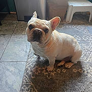 Ronnie is registered to the contest to win money with this photo: dog, french_bulldog, pet, indoor, carpet, floor, tile, stool, bag, container, animal, cute, looking_up, ears, light, shadow, home, companion, mammal, domestic