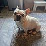 dog, french_bulldog, pet, indoor, carpet, floor, tile, stool, bag, container, animal, cute, looking_up, ears, light, shadow, home, companion, mammal, domestic
