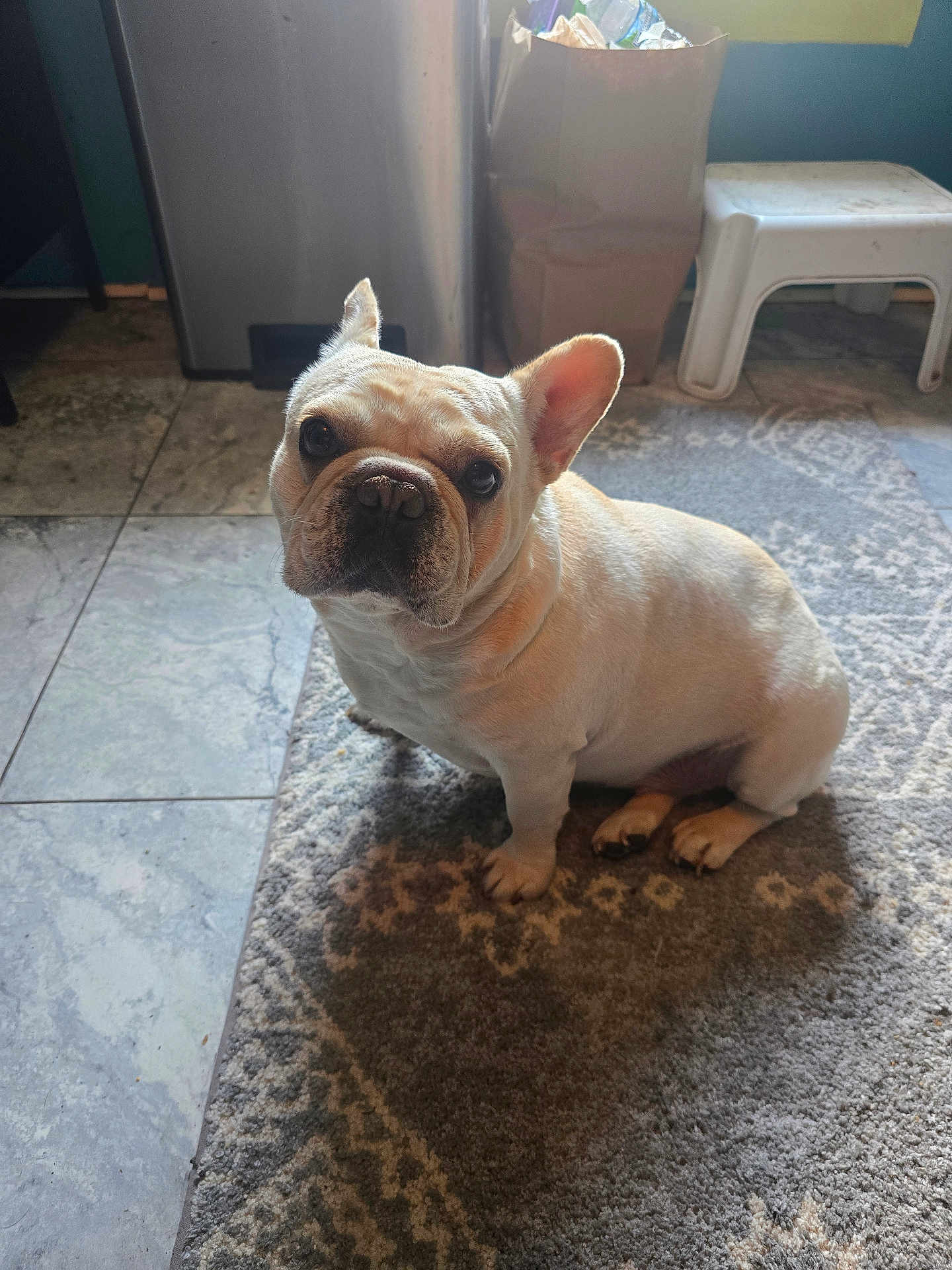 Ronnie is registered to the contest to win money with this photo: dog, french_bulldog, pet, indoor, carpet, floor, tile, stool, bag, container, animal, cute, looking_up, ears, light, shadow, home, companion, mammal, domestic