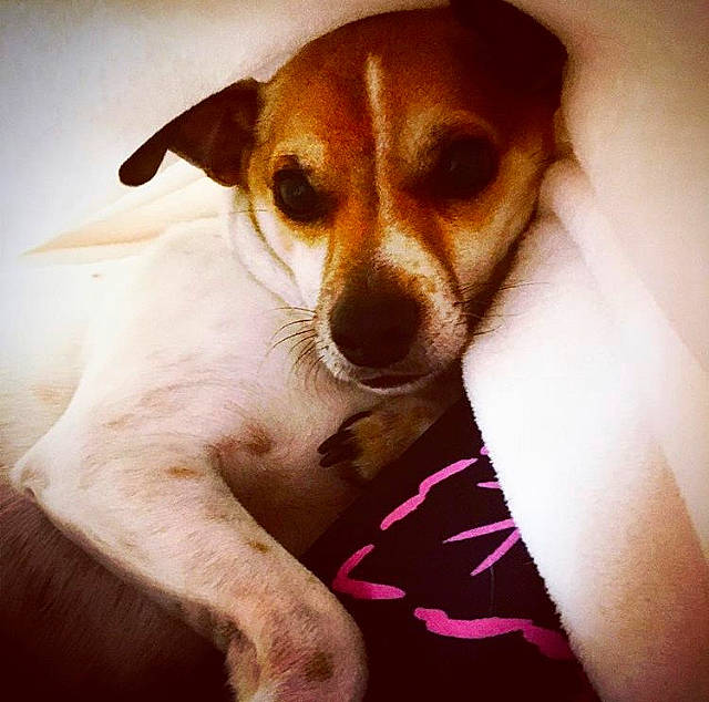 Jake joined the competition — help win amazing prizes! brazilian_terrier, canidae, carnivore, companion_dog, danish_swedish_farmdog, dog, dog_breed, ear, feist, jack_russell_terrier, mammal, miniature_fox_terrier, nose, puppy, puppy_love, rat_terrier, russell_terrier, snout, tenterfield_terrier, whiskers