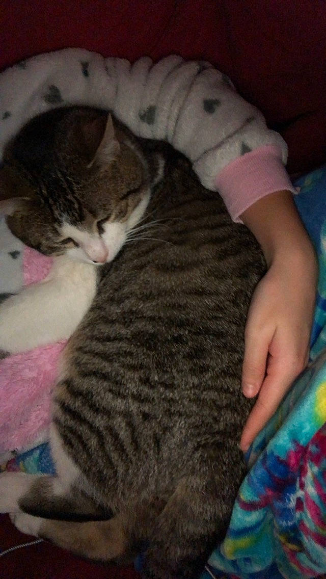 Skittles is registered to the contest to win money with this photo: asian, california_spangled, carnivore, cat, domestic_short_haired_cat, dragon_li, egyptian_mau, european_shorthair, felidae, german_rex, kitten, mammal, pixie_bob, small_to_medium_sized_cats, tabby_cat, tail, whiskers