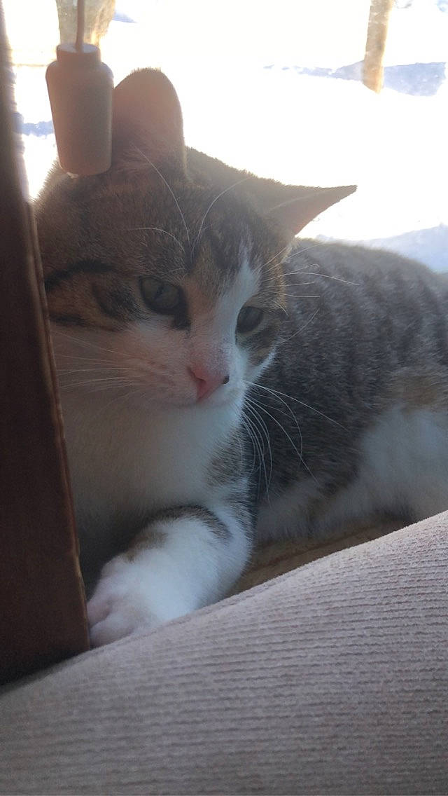 Skittles is registered to the contest to win money with this photo: aegean_cat, american_shorthair, american_wirehair, asian, carnivore, cat, domestic_short_haired_cat, european_shorthair, fawn, felidae, kitten, nose, polydactyl_cat, small_to_medium_sized_cats, snout, tabby_cat, whiskers