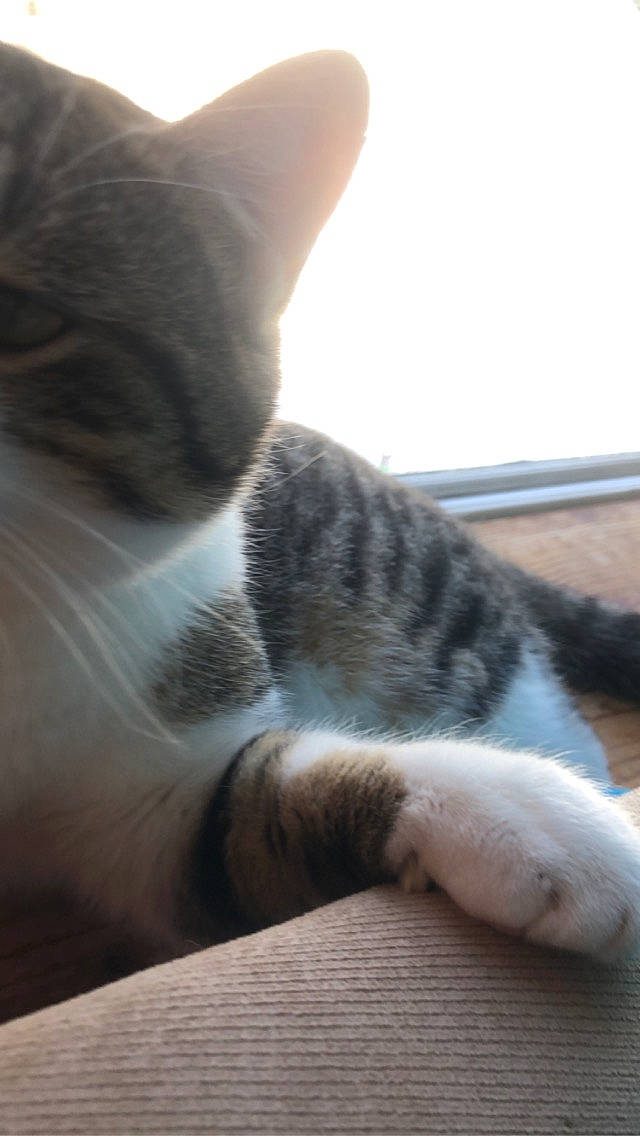 Skittles joined the competition — help win amazing prizes! carnivore, cat, domestic_short_haired_cat, ear, european_shorthair, eye, felidae, fur, kitten, leg, nose, paw, polydactyl_cat, sand, sky, small_to_medium_sized_cats, snout, tabby_cat, tail, whiskers