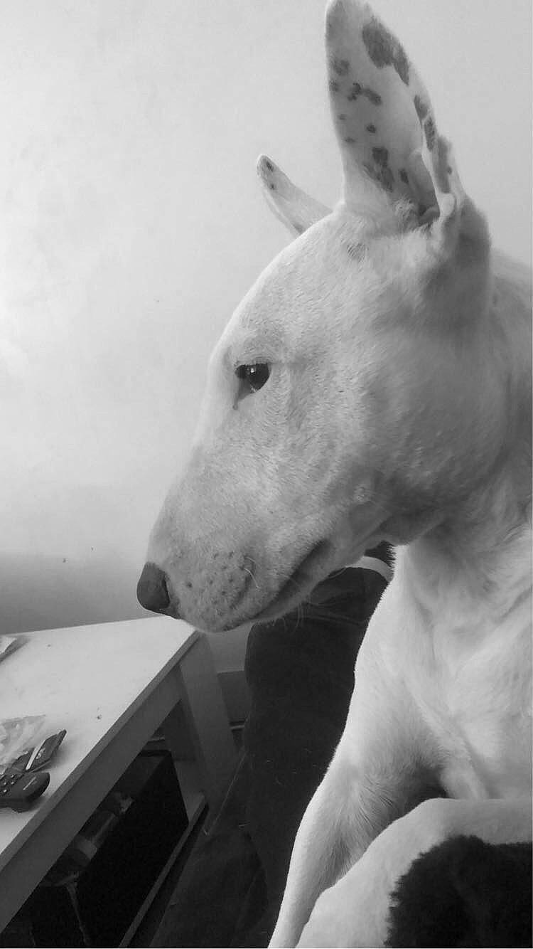 Snow participe au concours pour gagner de l'argent avec cette photo : art, canidae, carnivore, collar, companion_dog, dog, dog_breed, ear, fawn, giant_dog_breed, metal, monochrome, monochrome_photography, non_sporting_group, snout, still_life_photography, style, terrestrial_animal, whiskers, working_animal