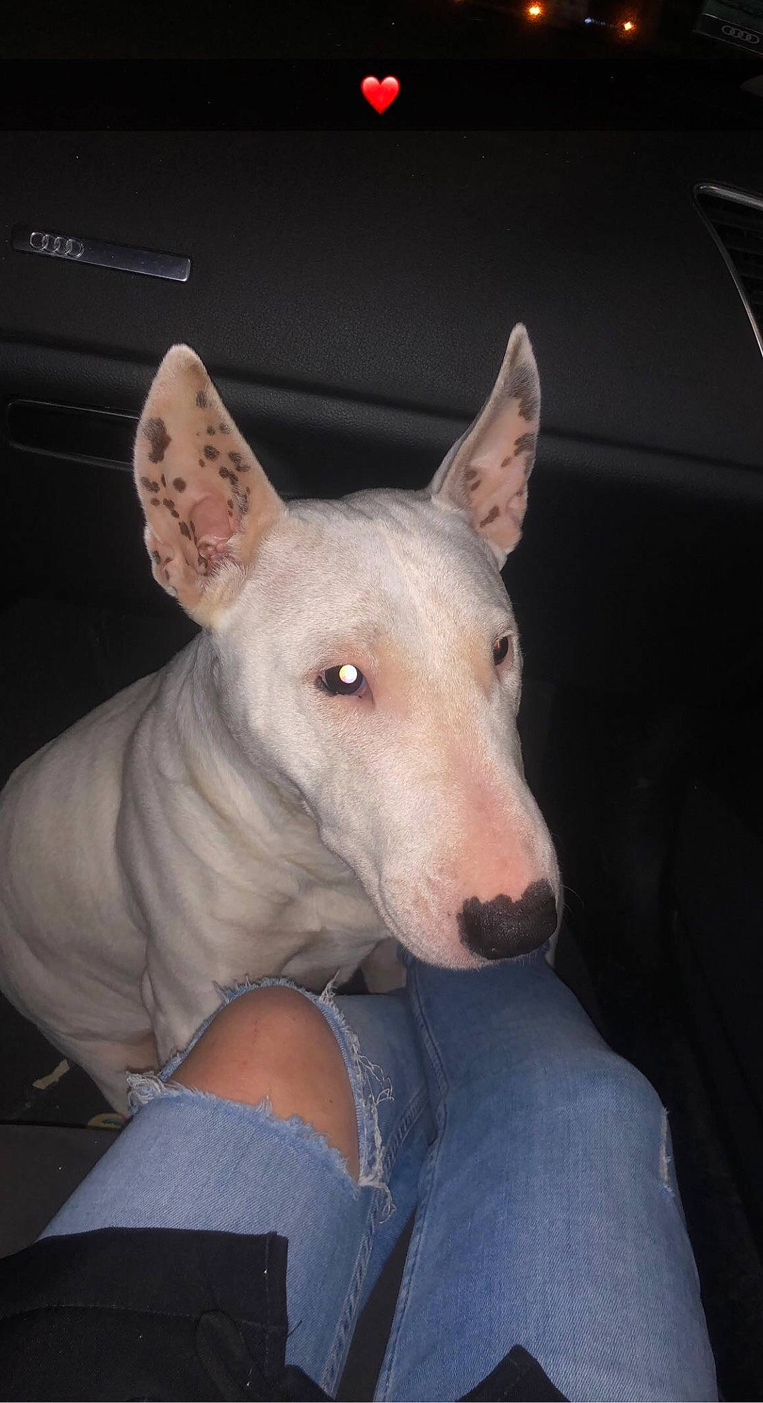 Snow participe au concours pour gagner de l'argent avec cette photo : bull_terrier, bull_terrier_miniature, canidae, carnivore, collar, companion_dog, dog, dog_breed, ear, english_white_terrier, fawn, non_sporting_group, old_english_terrier, snout, sporting_group, terrestrial_animal, throat, whiskers, windshield, working_animal