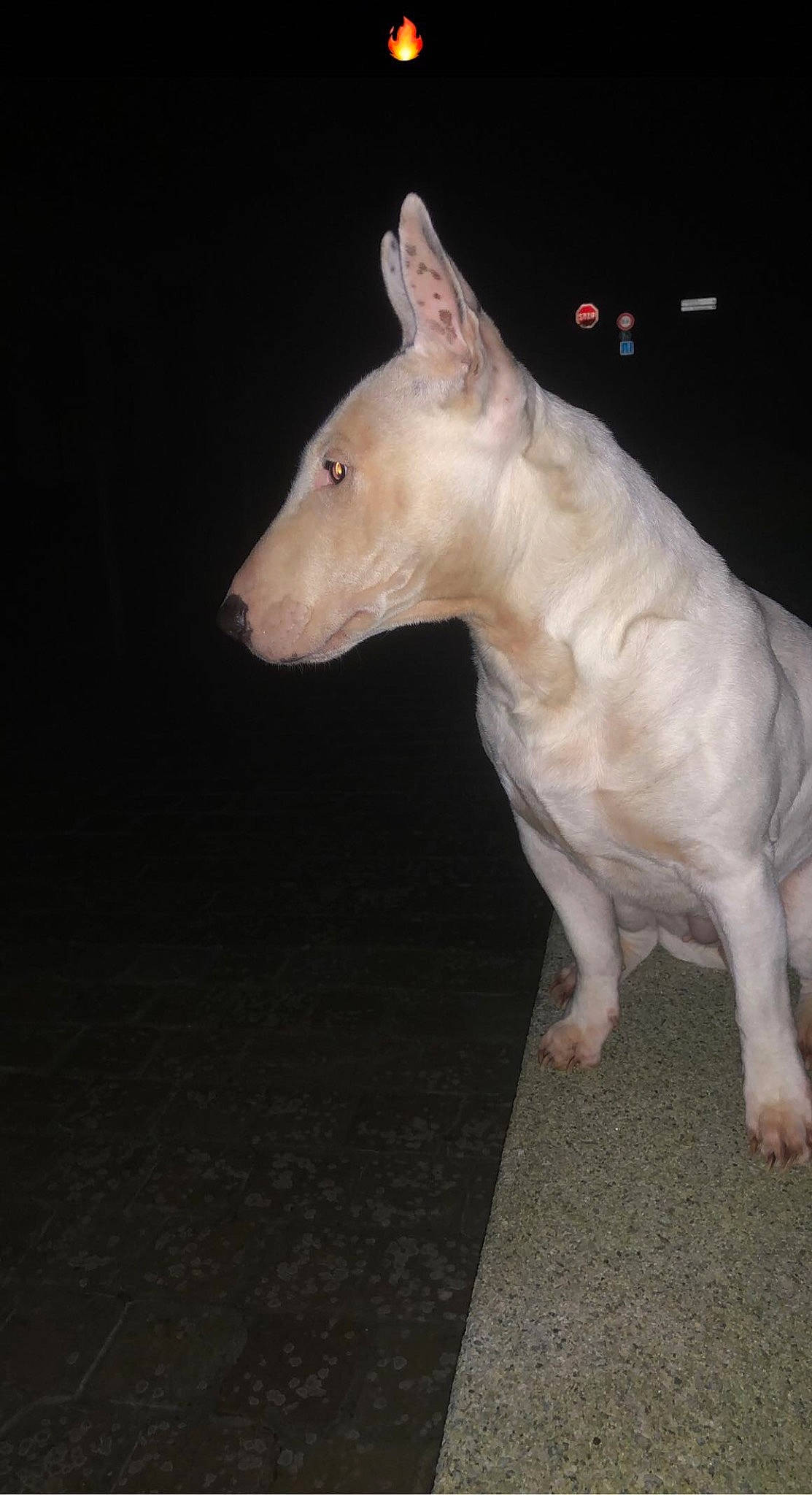 Snow a rejoint le concours — aidez-le/la à gagner de superbes lots ! animal_figure, art, canidae, carnivore, companion_dog, darkness, dog, dog_breed, fawn, livestock, metal, non_sporting_group, rectangle, sculpture, snout, statue, tail, terrestrial_animal, wood, working_animal