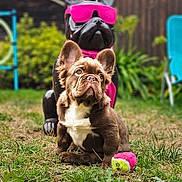 Ace a rejoint le concours — aidez-le/la à gagner de superbes lots ! puppy, dog, statue, grass, tennis_ball, outdoor, yard, greenery, brown, white, pink, sunglasses, scarf, playful, cute, animal, pet, summer, nature, garden