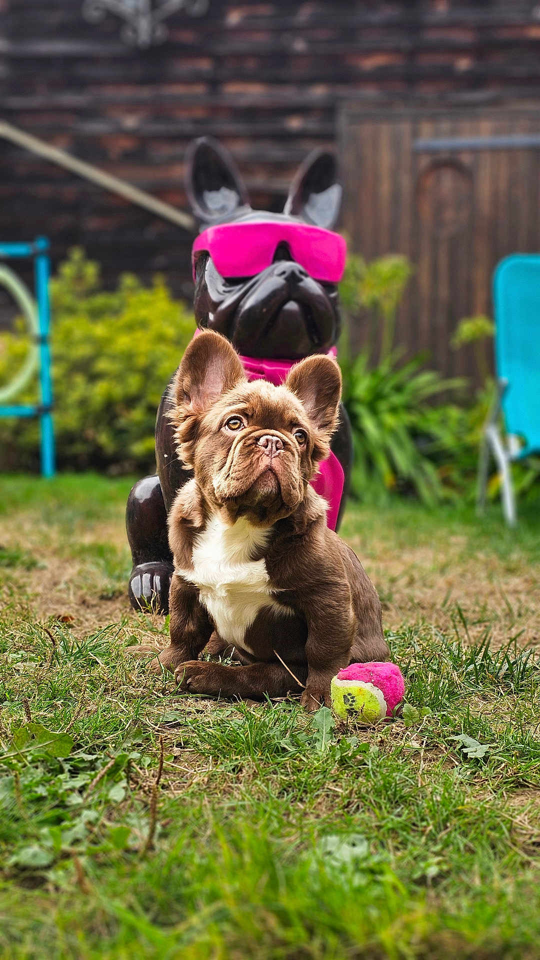 Ace a rejoint le concours — aidez-le/la à gagner de superbes lots ! puppy, dog, statue, grass, tennis_ball, outdoor, yard, greenery, brown, white, pink, sunglasses, scarf, playful, cute, animal, pet, summer, nature, garden
