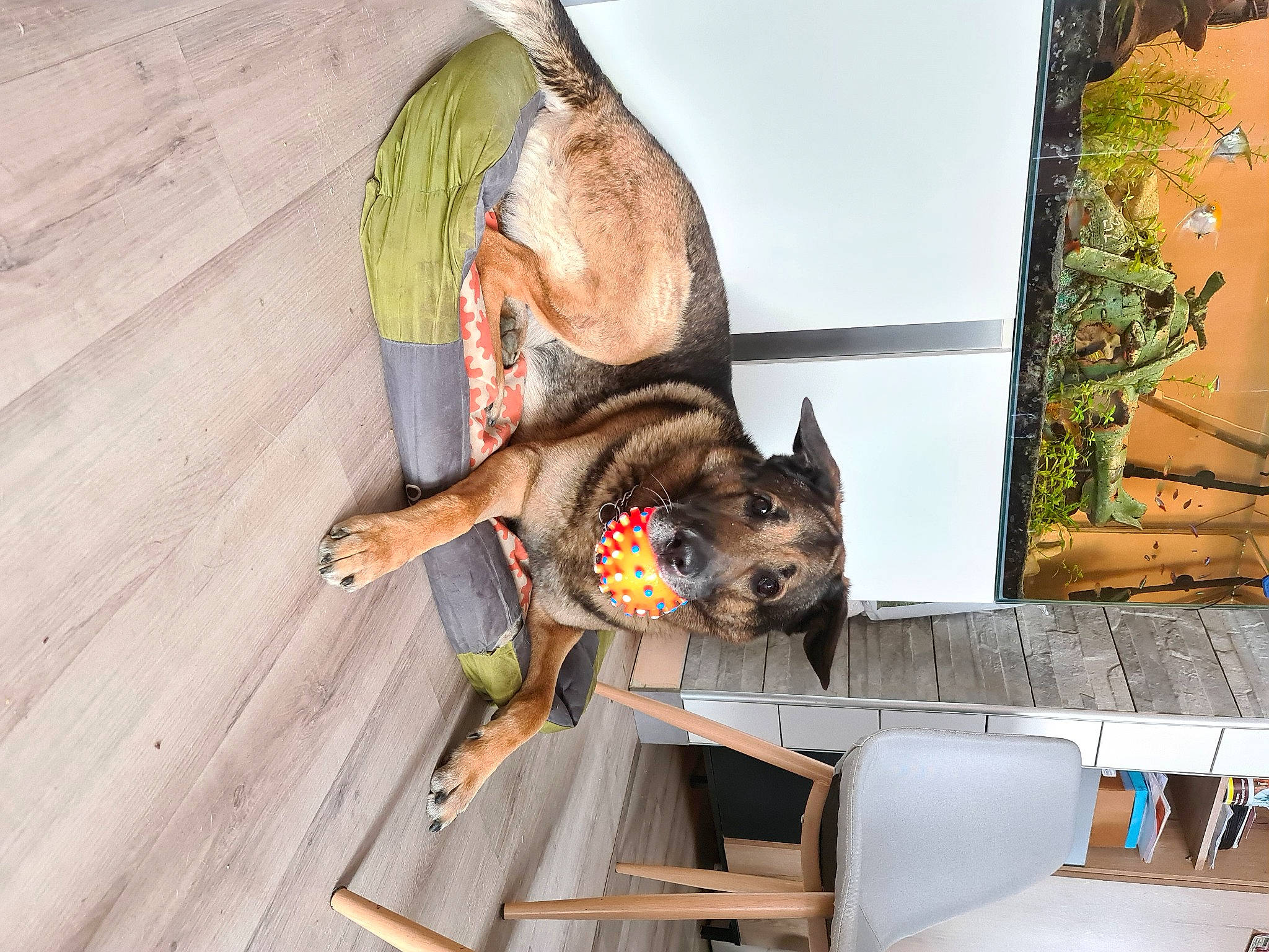 Guizmo a rejoint le concours — aidez-le/la à gagner de superbes lots ! canidae, carnivore, collar, comfort, companion_dog, dog, dog_breed, dog_supply, fawn, flooring, fur, hardwood, pet_supply, plant, sporting_group, tail, tree, window, wood, working_animal