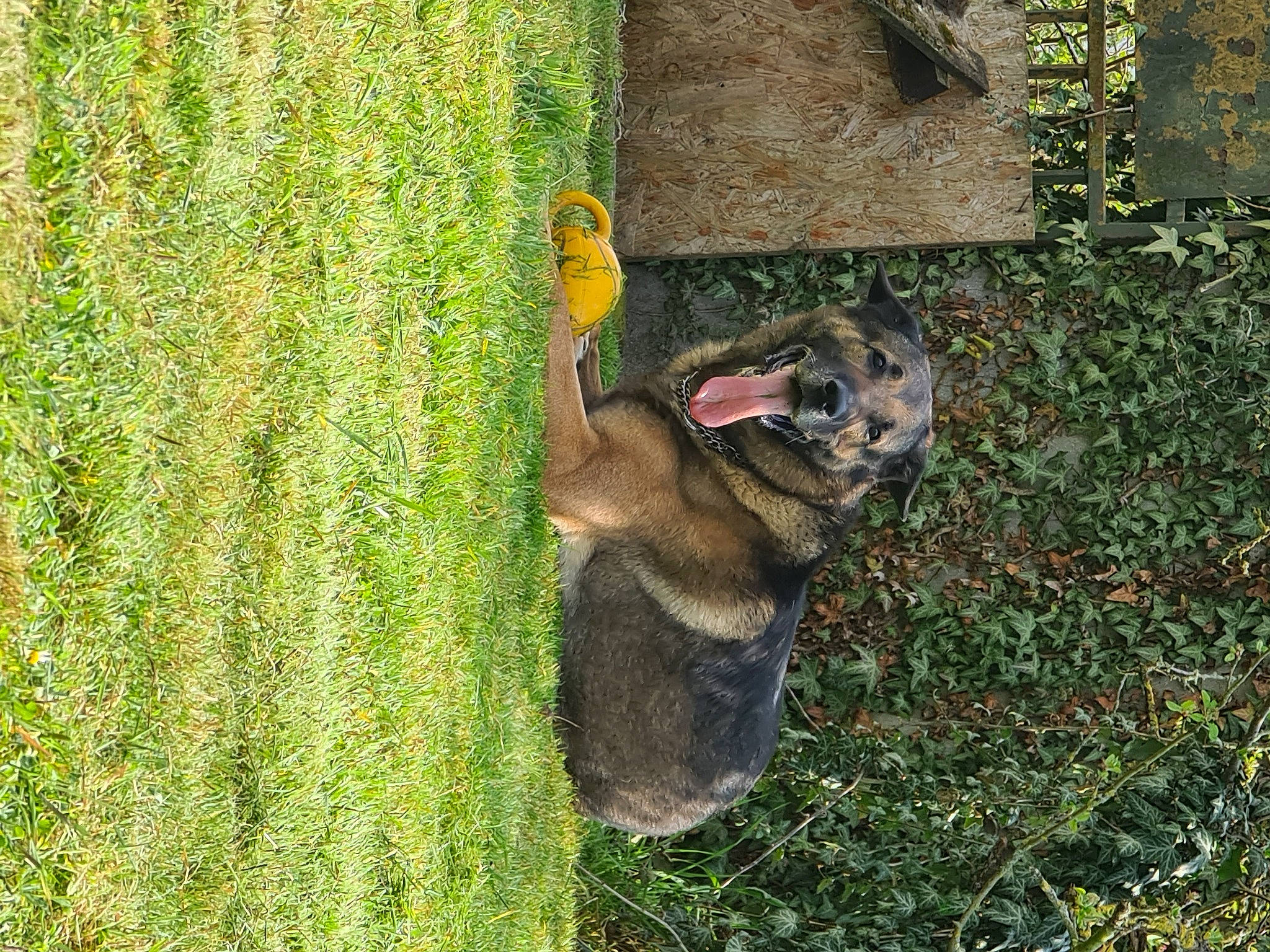 Guizmo participe au concours pour gagner de l'argent avec cette photo : canidae, carnivore, dog_breed, fawn, grass, grass_family, groundcover, landscape, organ_mountains_chipmunk, people_in_nature, plant, shrub, snout, sporting_group, squirrel, tail, terrestrial_animal, tree, trunk, wood