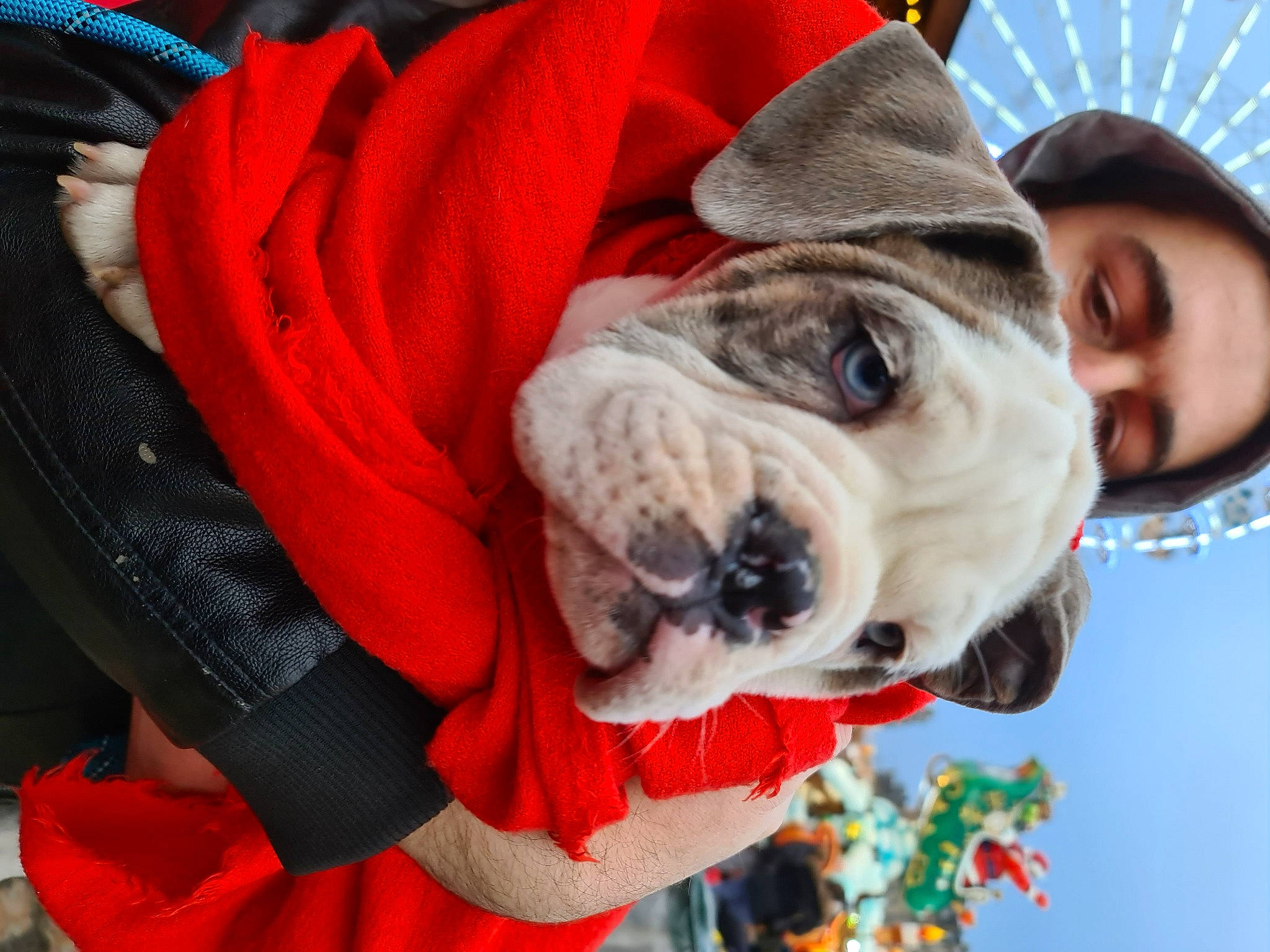 Hawaï a rejoint le concours — aidez-le/la à gagner de superbes lots ! adventure, bulldog, canidae, carnivore, collar, companion_dog, dog, dog_breed, dog_clothes, dog_collar, dog_supply, fawn, holiday, leash, snout, sporting_group, toy_dog, tree, window, wrinkle