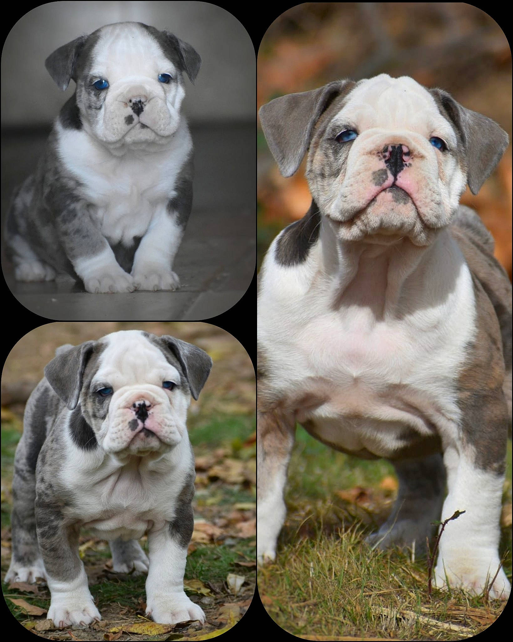 Hawaï a rejoint le concours — aidez-le/la à gagner de superbes lots ! bulldog, canidae, carnivore, collar, companion_dog, dog, dog_breed, dog_collar, fawn, grass, non_sporting_group, photograph, photography, plant, snout, sporting_group, stock_photography, whiskers, white, wrinkle