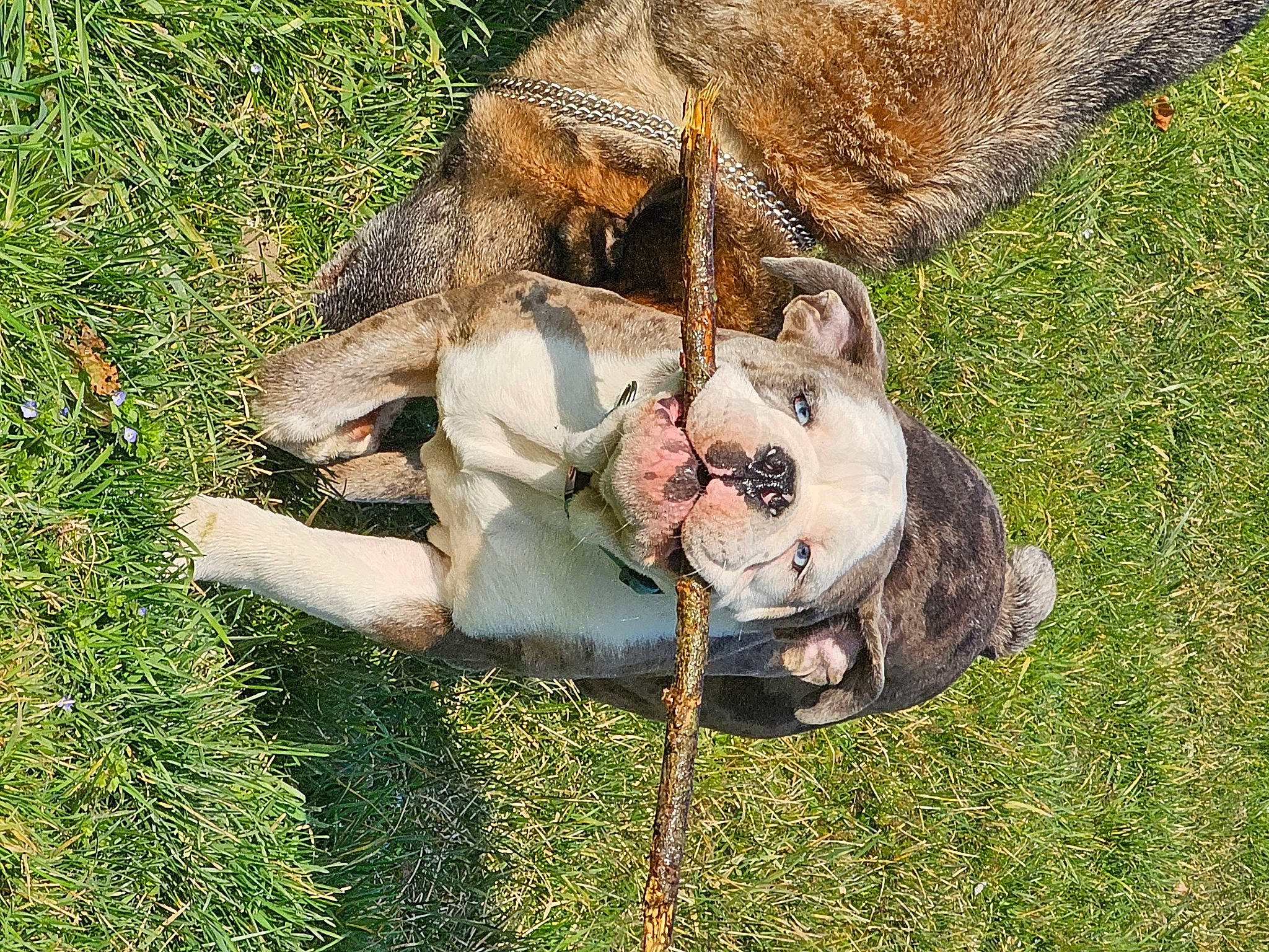 Hawaï participe au concours pour gagner de l'argent avec cette photo : canidae, carnivore, collar, dog_breed, domestic_short_haired_cat, fawn, felidae, fur, grass, leash, paw, plant, small_to_medium_sized_cats, snout, sporting_group, tail, terrestrial_animal, whiskers, wildlife, working_animal