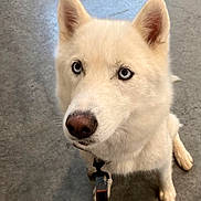 Nova is registered to the contest to win money with this photo: alert, animal, blue_eyes, canine, close_up, companionship, concrete_floor, cute, dog, domestic_animal, ears, friendly, fur, indoor, leash, nose, pet, sitting, waiting, white_dog
