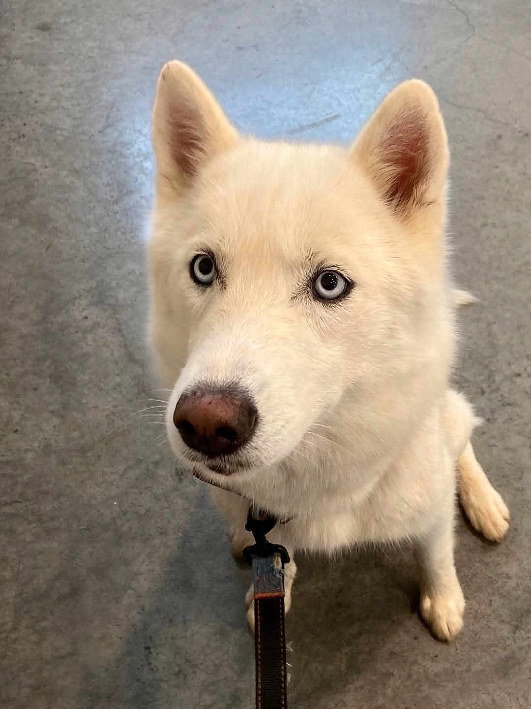 Nova