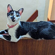 China joined the competition — help win amazing prizes! cat, black_and_white, pet, animal, feline, collar, wood, indoor, curious, laying, portrait, whiskers, ears, tail, closeup, domestic_cat, fur, cute, alert, house