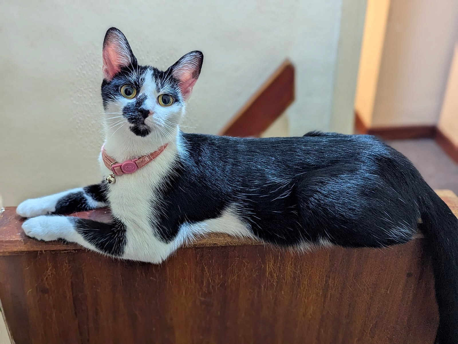 China joined the competition — help win amazing prizes! cat, black_and_white, pet, animal, feline, collar, wood, indoor, curious, laying, portrait, whiskers, ears, tail, closeup, domestic_cat, fur, cute, alert, house