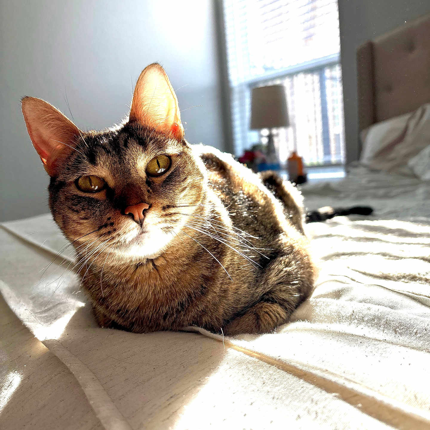 Arenita is registered to the contest to win money with this photo: bed, bedding, bedroom, cat, cozy, domestic_animal, ears, fur, lamp, loaf_pose, natural_light, pet, portrait, relaxed, shadow, sunlight, tabby_cat, whiskers, window, yellow_eyes