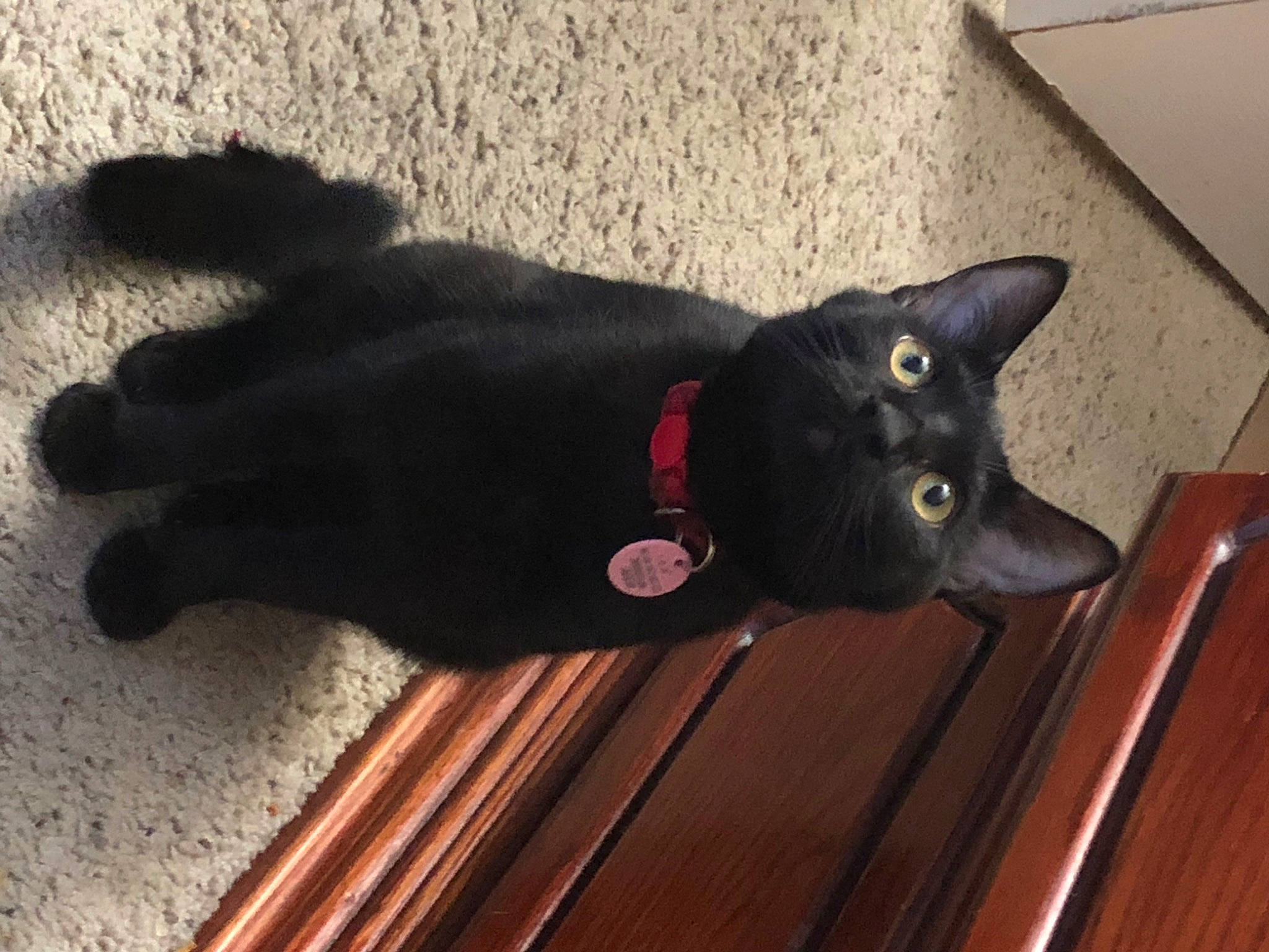 Taco joined the competition — help win amazing prizes! black_cat, bombay, carnivore, cat, domestic_short_haired_cat, felidae, flooring, fur, grey, hardwood, plank, plant, shadow, small_to_medium_sized_cats, tail, terrestrial_animal, whiskers, wood, wood_stain
