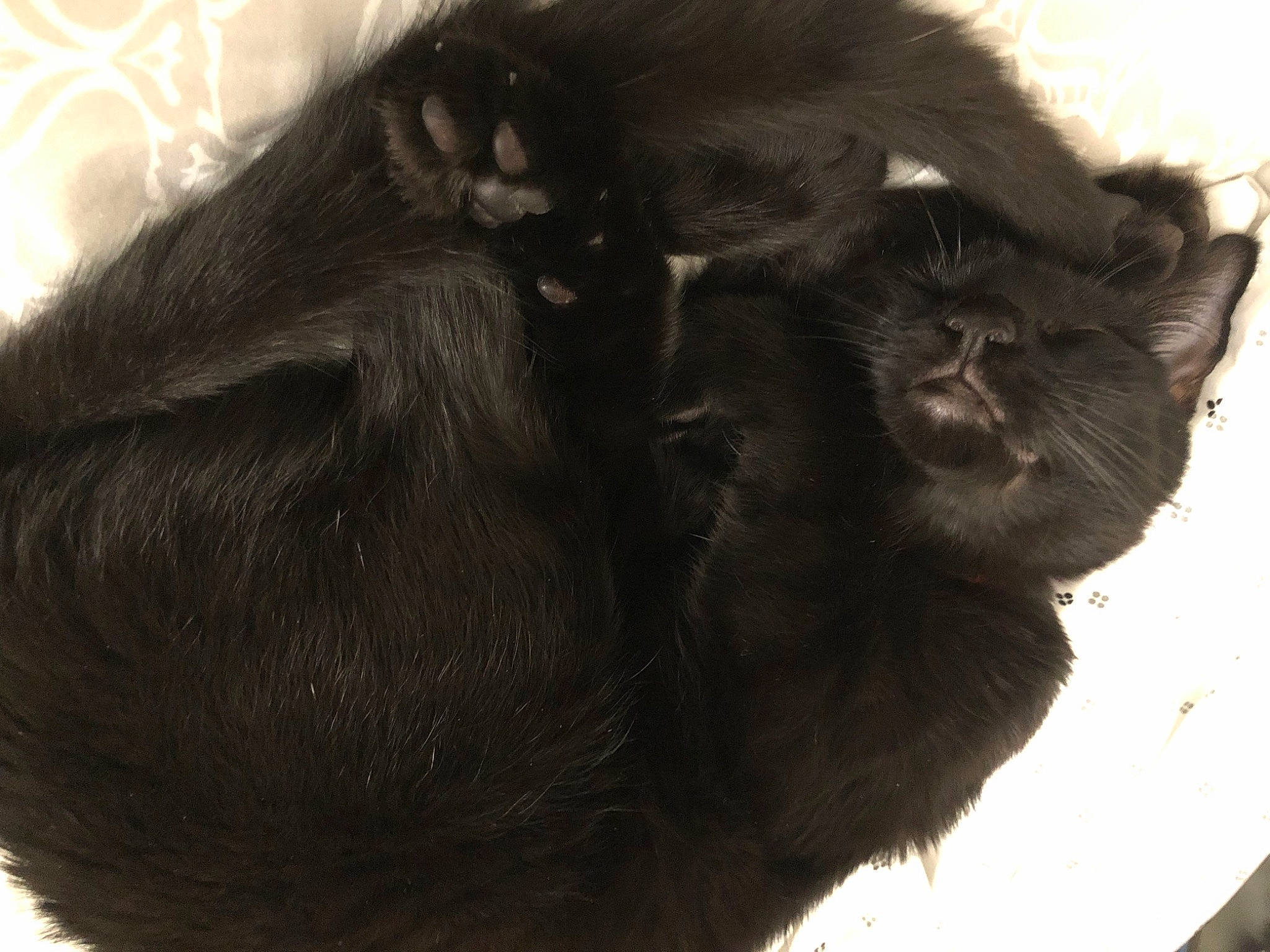 Taco joined the competition — help win amazing prizes! black_cat, carnivore, cat, claw, comfort, dog_breed, ear, felidae, fur, liver, paw, small_to_medium_sized_cats, snout, sporting_group, tail, terrestrial_animal, whiskers, working_animal