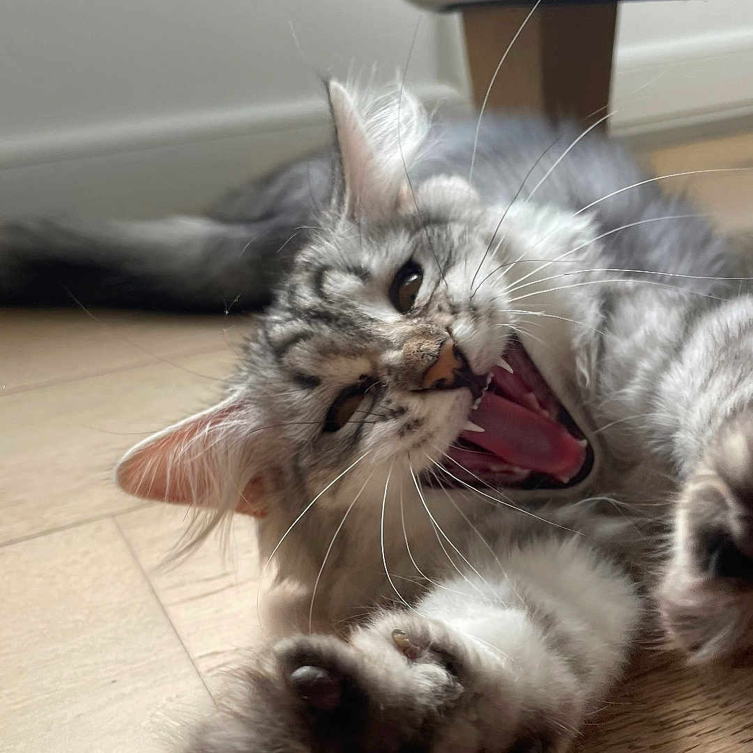 Winette participe au concours pour gagner de l'argent avec cette photo : cat, claws, close_up, cute, domestic_cat, fluffy_fur, furniture_leg, indoor, muzzle, paw, pet, playful, soft_light, stretching, tabby, teeth, tongue, whiskers, wooden_floor, yawning