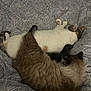 cat, cats, sleeping, bed, blanket, fur, cozy, indoor, pet, animal, resting, pattern, closeup, mammal, cute, domestic, feline, two, soft, warm