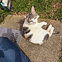 Plume a rejoint le concours — aidez-le/la à gagner de superbes lots ! cat, calico, grass, concrete, garden_gnome, jeans, outdoor, sunny, animal, pet, relaxed, curious, sidewalk, nature, greenery, person, shadow, cement, resting, daylight