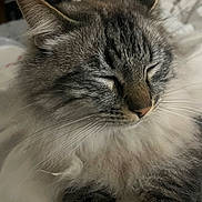 Swaggy a rejoint le concours — aidez-le/la à gagner de superbes lots ! cat, fluffy, sleeping, closeup, whiskers, fur, pet, domestic_animal, cute, relaxed, animal, mammal, indoor, cozy, portrait, feline, soft, resting, peaceful, close_up