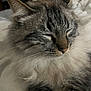 cat, fluffy, sleeping, closeup, whiskers, fur, pet, domestic_animal, cute, relaxed, animal, mammal, indoor, cozy, portrait, feline, soft, resting, peaceful, close_up