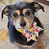dog, puppy, pet, portrait, close_up, bow_tie, ribbon, collar, black_and_tan, scruffy_fur, brown_eyes, floppy_ears, nose, sitting, indoors, bed, blanket, cozy, adorable, companion