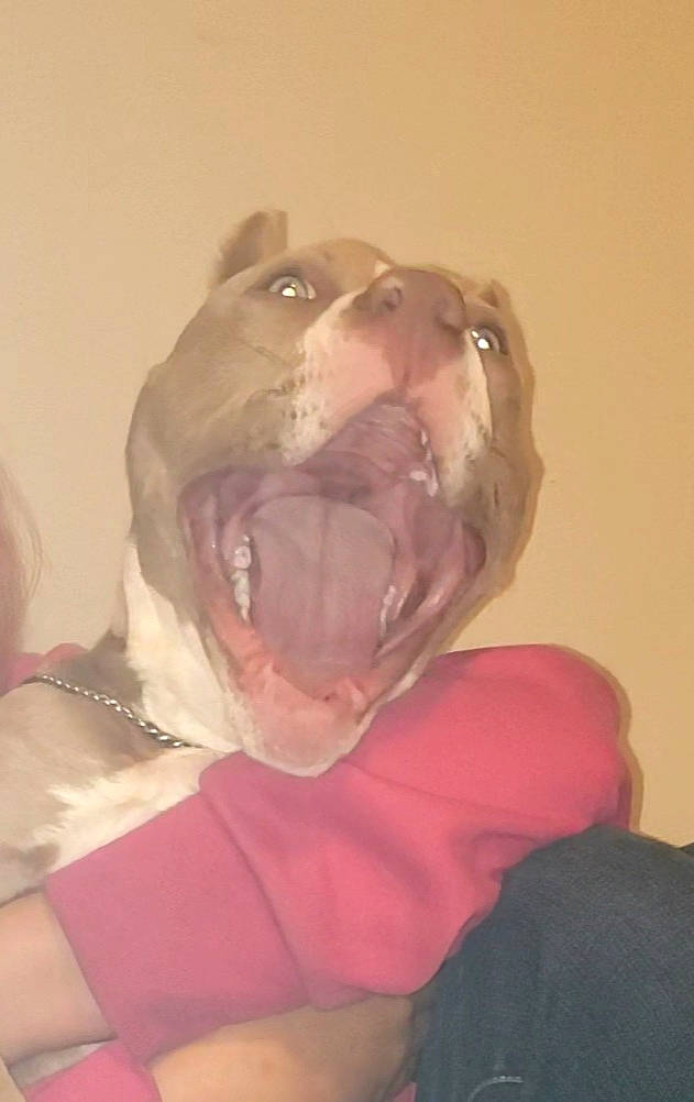 Sandman is registered to the contest to win money with this photo: american_pit_bull_terrier, canidae, cheek, child, ear, fawn, head, jaw, lip, mouth, neck, non_sporting_group, nose, pink, pit_bull, throat