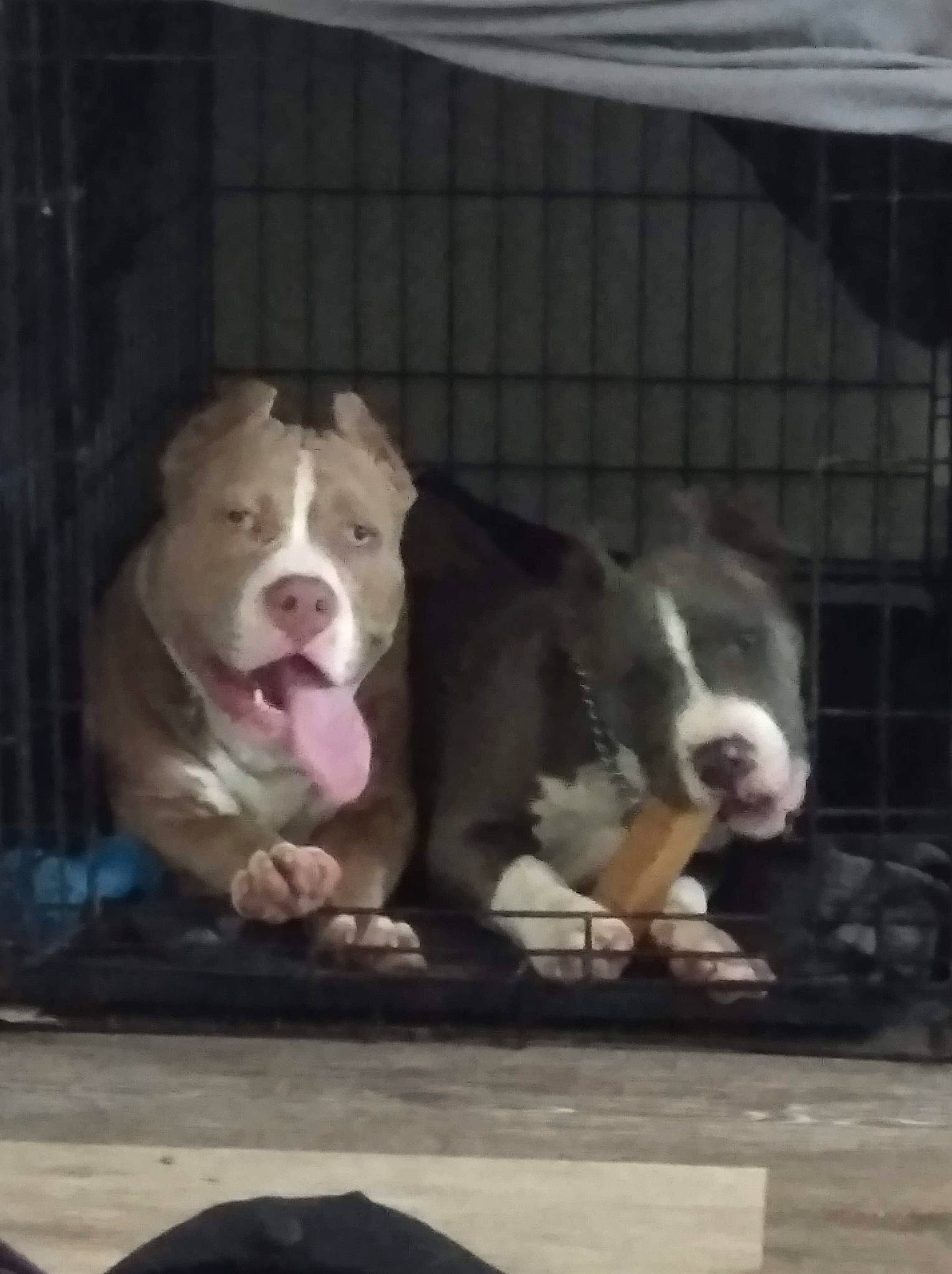 Sandman is registered to the contest to win money with this photo: american_bulldog, american_pit_bull_terrier, american_staffordshire_terrier, australian_bulldog, bulldog, bully_kutta, canidae, carnivore, dog, dog_breed, fawn, mammal, non_sporting_group, nose, old_english_bulldog, olde_english_bulldogge, pit_bull, rare_breed_dog, snout, vertebrate