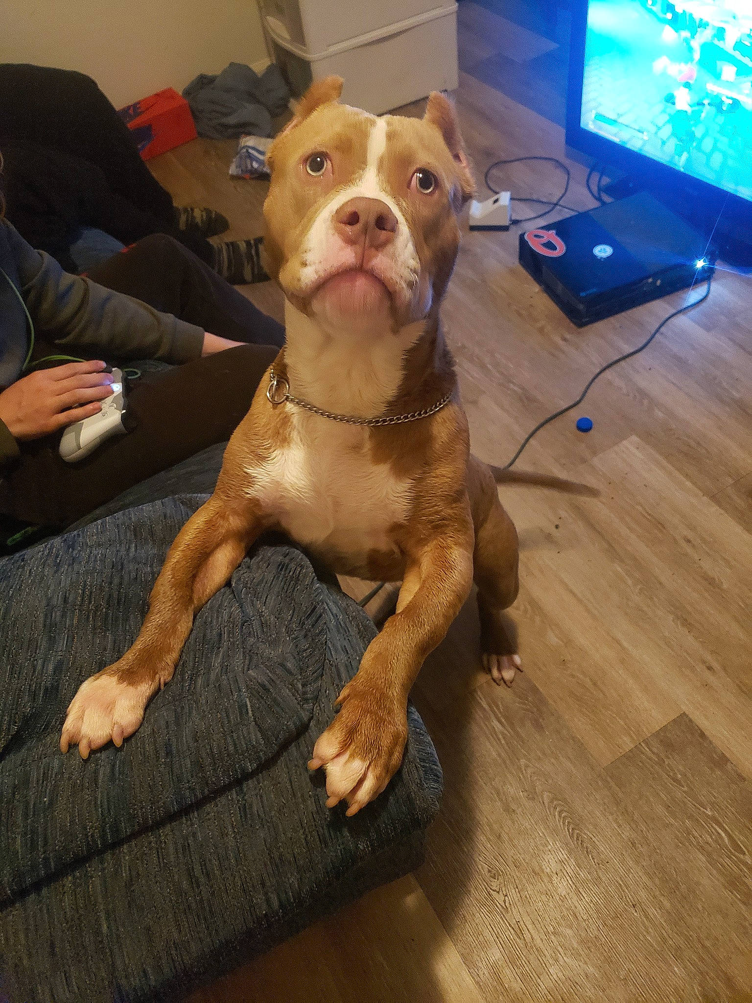 Sandman is registered to the contest to win money with this photo: american_bulldog, american_pit_bull_terrier, american_staffordshire_terrier, bull_and_terrier, canidae, carnivore, companion_dog, dog, dog_breed, ear, fawn, mammal, non_sporting_group, pit_bull, rare_breed_dog, snout, staffordshire_bull_terrier, vertebrate