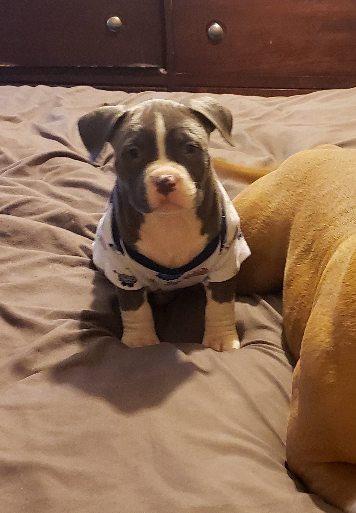 Pandora joined the competition — help win amazing prizes! american_bulldog, american_pit_bull_terrier, bulldog, canidae, carnivore, companion_dog, dog, dog_breed, fawn, mammal, non_sporting_group, old_english_bulldog, olde_english_bulldogge, pit_bull, puppy, rare_breed_dog, snout, staffordshire_bull_terrier, toy_bulldog, vertebrate