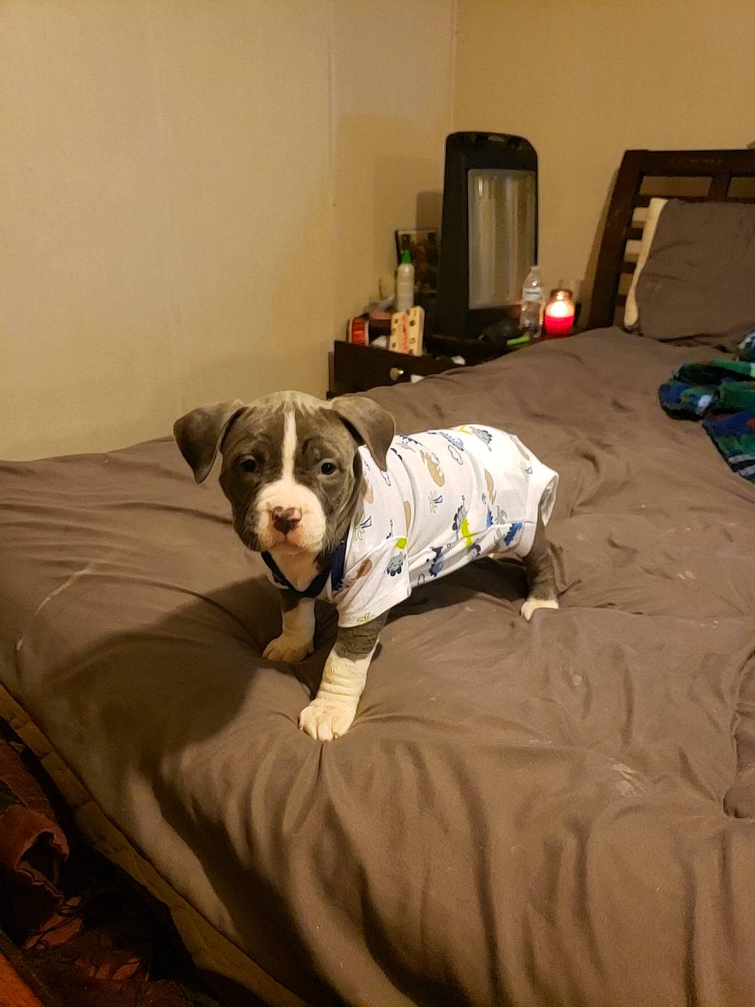 Pandora joined the competition — help win amazing prizes! american_bulldog, american_pit_bull_terrier, canidae, carnivore, comfort, companion_dog, dog, dog_breed, fawn, furniture, non_sporting_group, pit_bull, room