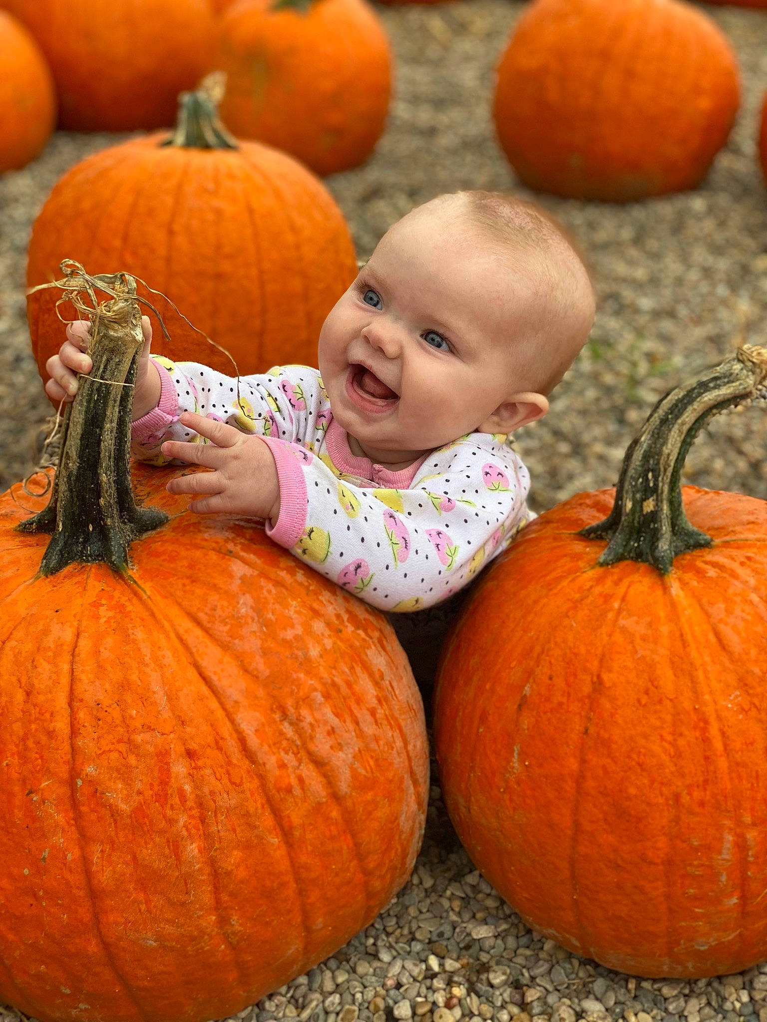 Scarlette joined the competition — help win amazing prizes! black, calabaza, eye, facial_expression, food, green, head, iris, leaf, local_food, natural_foods, nature, orange, organ, organism, person, photograph, pumpkin, squash, whole_food