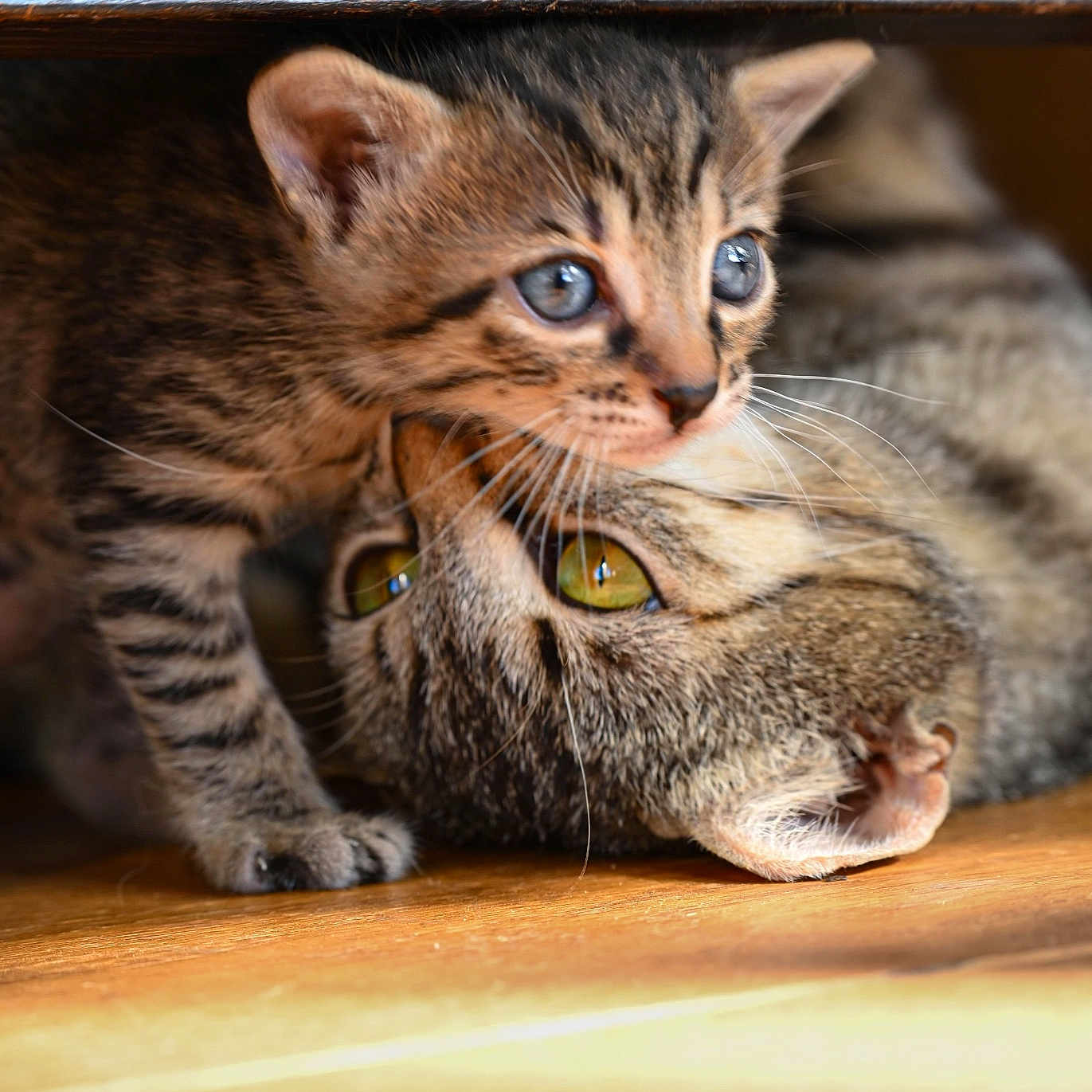 Nala participe au concours pour gagner de l'argent avec cette photo : animal, cat, closeup, cute, domestic, eyes, feline, fur, indoor, kitten, mammal, pet, playing, resting, snuggling, soft_light, tabby, whiskers, wood_floor, young