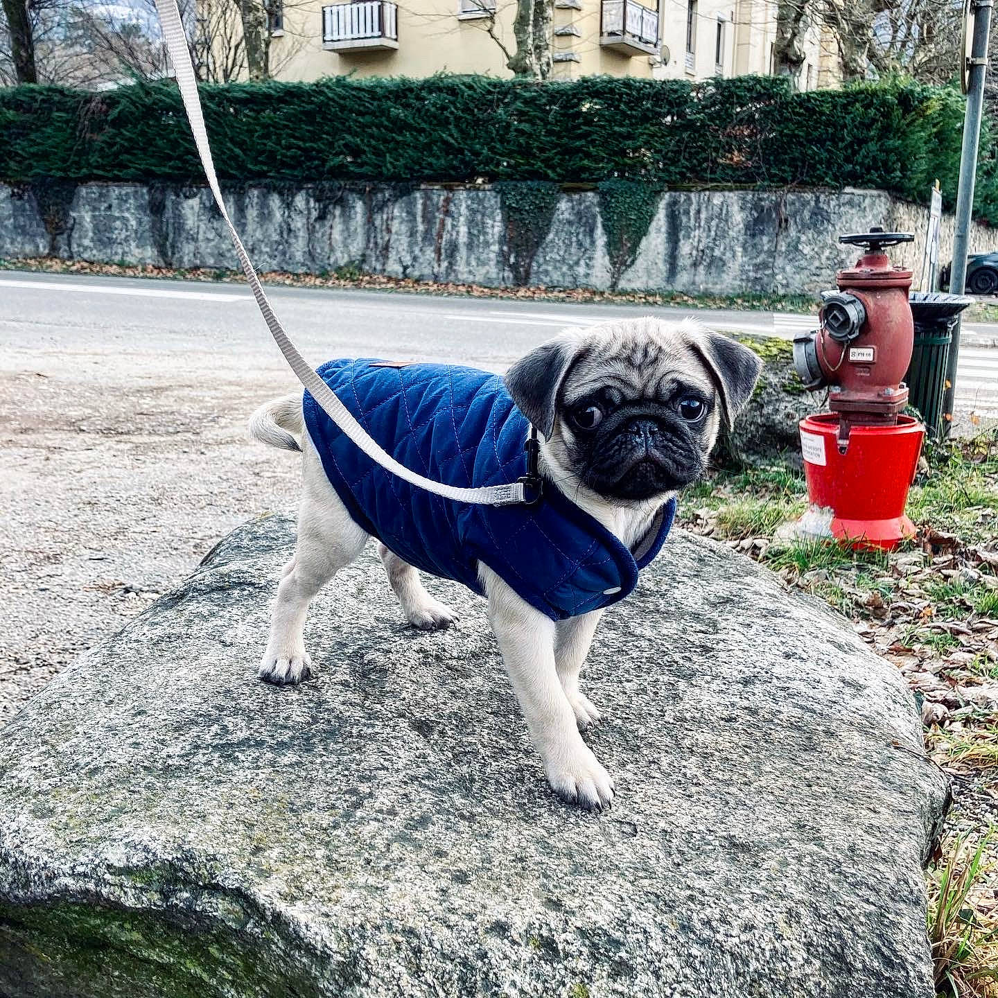 Carlos participe au concours pour gagner de l'argent avec cette photo : carnivore, collar, companion_dog, dog, dog_breed, dog_collar, dog_supply, electric_blue, fawn, fire_hydrant, grass, plant, pug, snout, sporting_group, tail, toy_dog, tree, window, working_animal