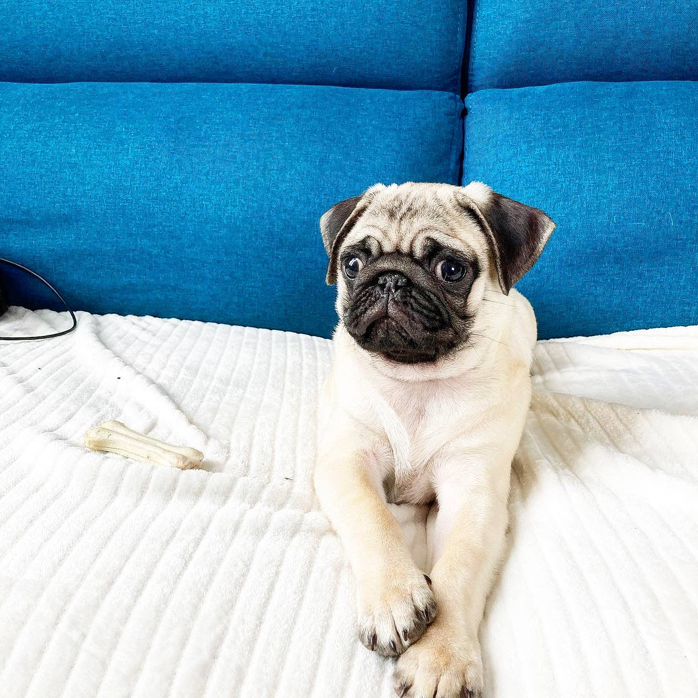 Carlos a rejoint le concours — aidez-le/la à gagner de superbes lots ! blue, canidae, carnivore, chair, comfort, companion_dog, couch, dog, dog_breed, electric_blue, fawn, furniture, grey, linens, pug, snout, sporting_group, toy_dog, whiskers, wrinkle