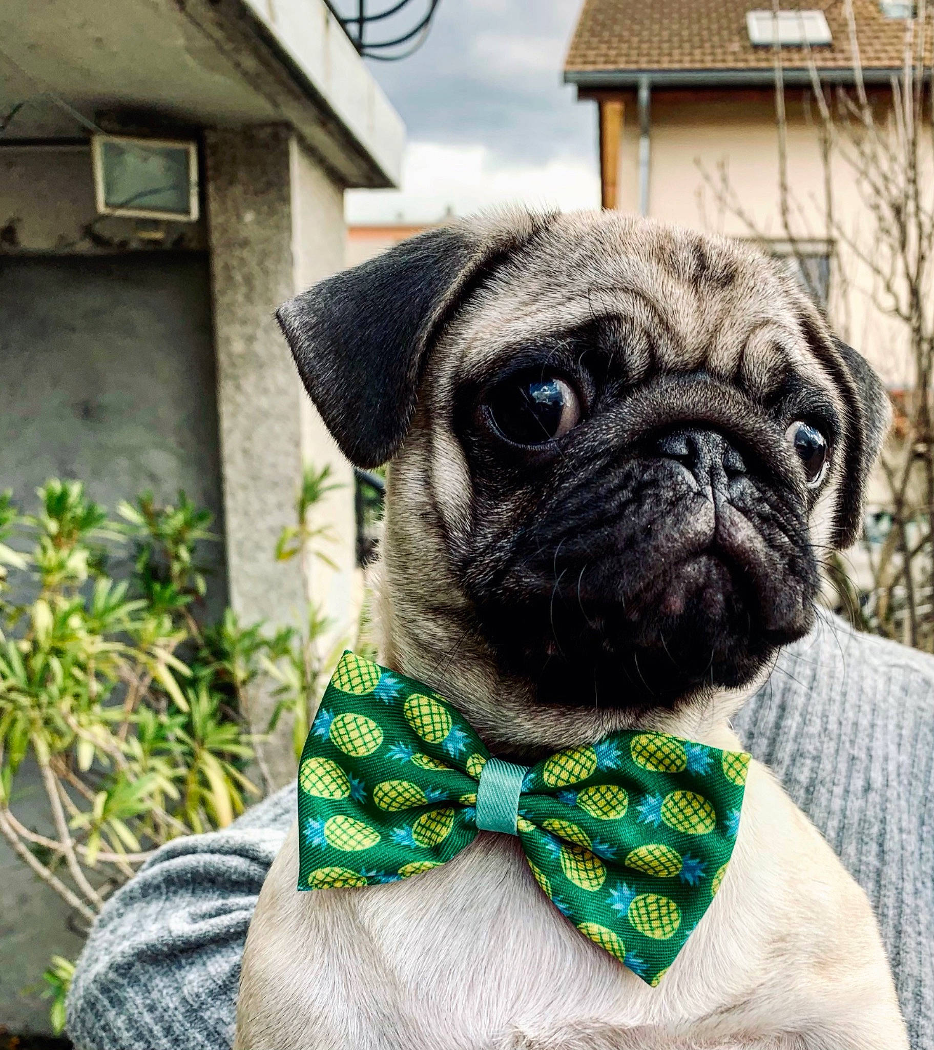 Carlos participe au concours pour gagner de l'argent avec cette photo : bow_tie, carnivore, collar, companion_dog, dog, dog_breed, dog_collar, dog_supply, fawn, leash, pet_supply, plant, pug, snout, tie, toy_dog, whiskers, working_animal, wrinkle