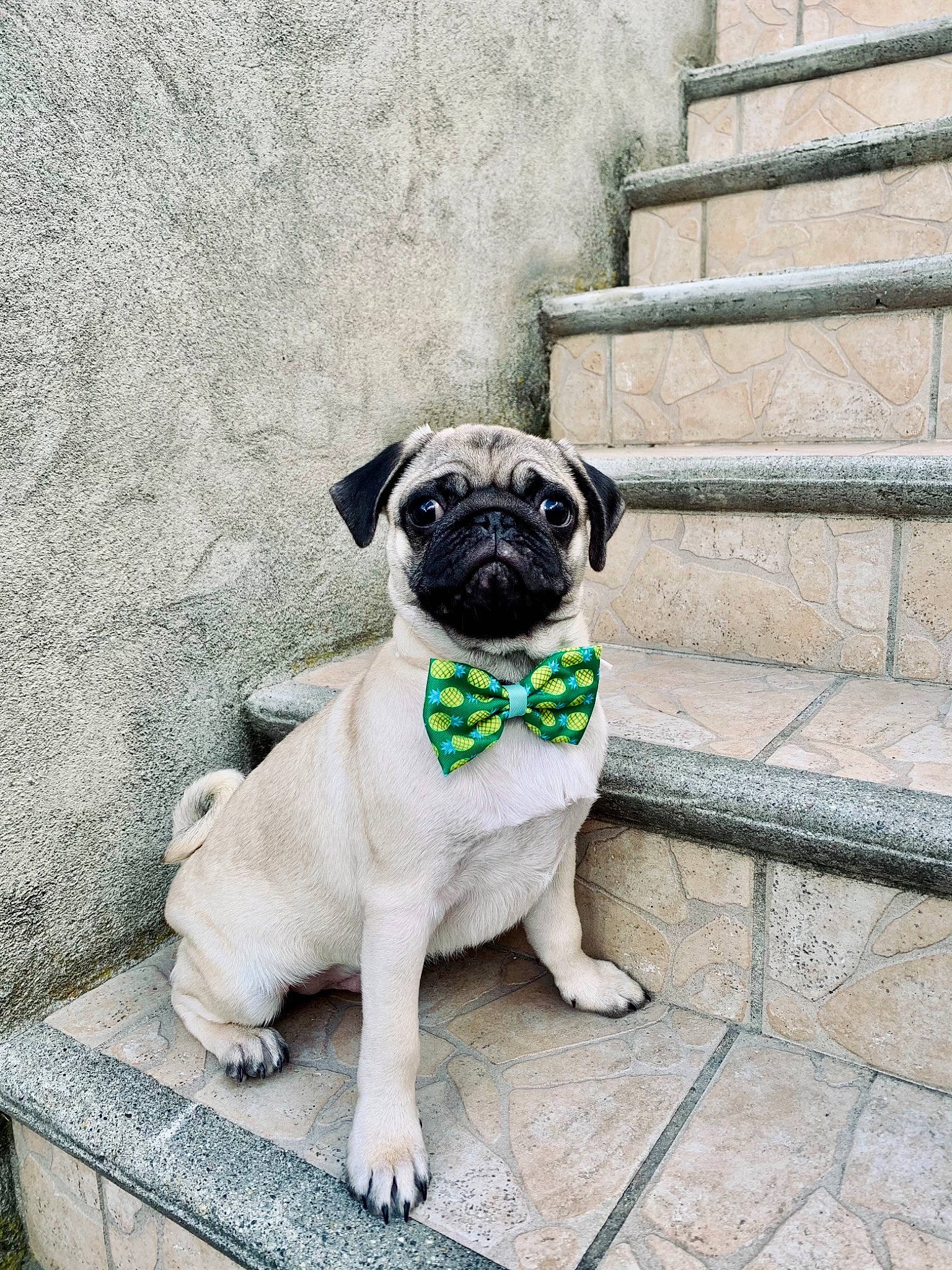 Carlos participe au concours pour gagner de l'argent avec cette photo : canidae, carnivore, collar, companion_dog, concrete, dog, dog_breed, dog_collar, dog_supply, door, fawn, plant, pug, road_surface, snout, sporting_group, stairs, tail, working_animal, wrinkle