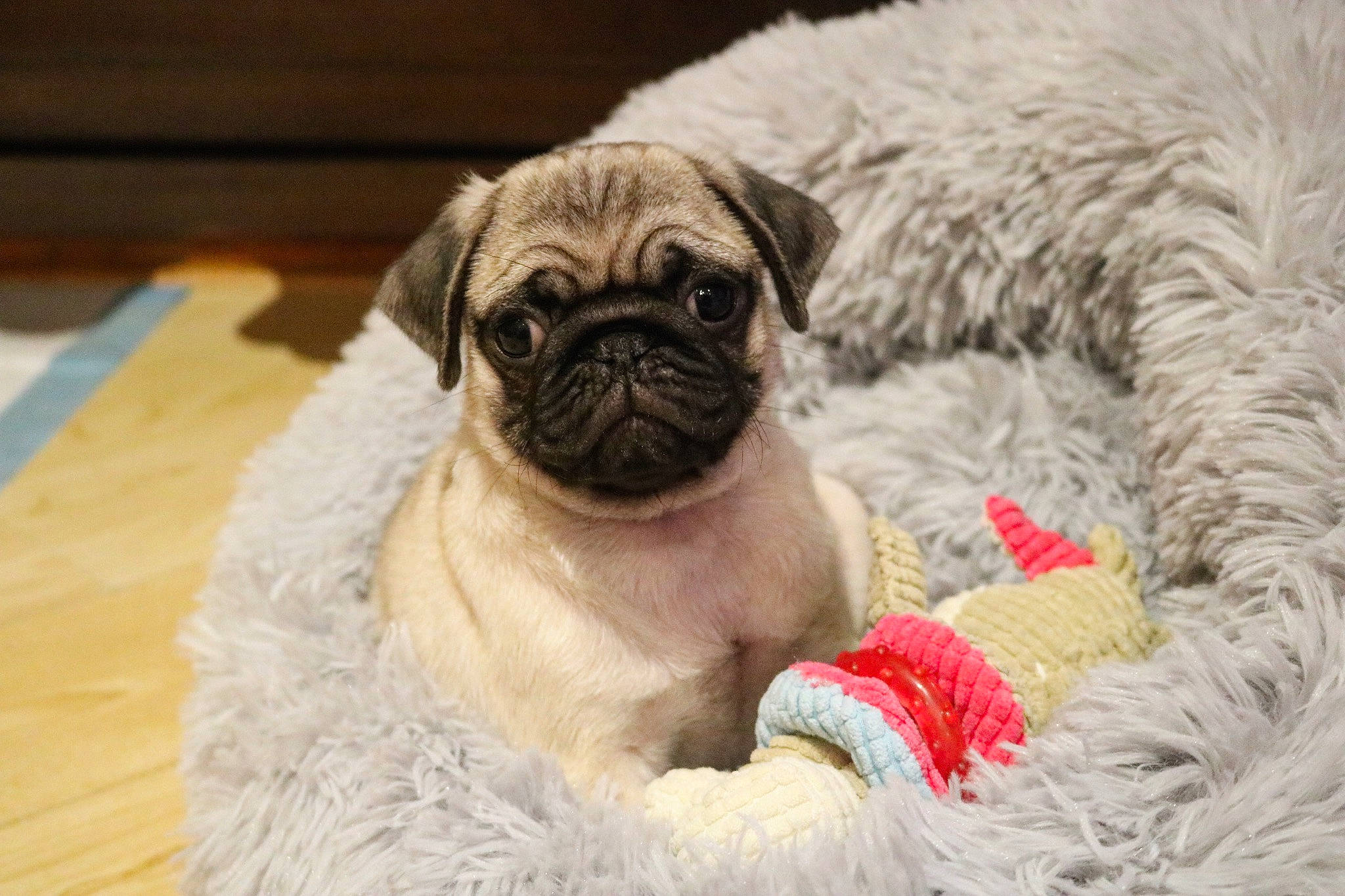 Carlos a rejoint le concours — aidez-le/la à gagner de superbes lots ! ancient_dog_breeds, canidae, carnivore, companion_dog, dog, dog_breed, fawn, fur, iris, non_sporting_group, pug, puppy, snout, sporting_group, terrestrial_animal, toy_dog, whiskers, working_animal, wrinkle