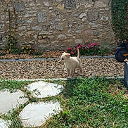 Laya participe au concours pour gagner de l'argent avec cette photo : puppy, dog, cream_coat, outdoor, garden, gravel, stone_wall, flowers, ivy, grass, stepping_stones, path, courtyard, landscape, animal, standing, tail_up, sunlight, rustic, scooter