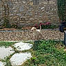 puppy, dog, cream_coat, outdoor, garden, gravel, stone_wall, flowers, ivy, grass, stepping_stones, path, courtyard, landscape, animal, standing, tail_up, sunlight, rustic, scooter
