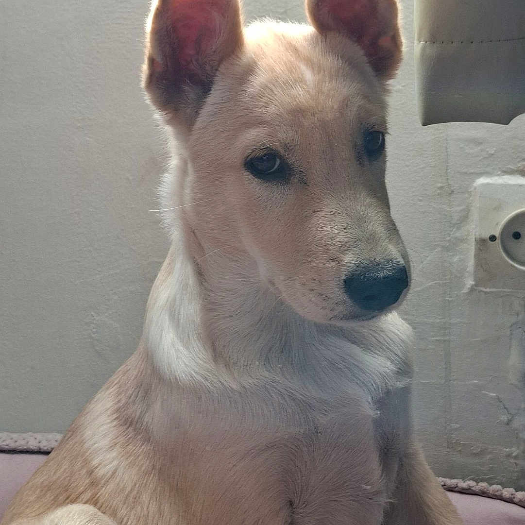 Laya